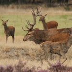 Edelhert met hindes Edelhert met hindes