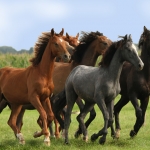 Paarden Paarden