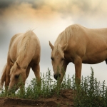 Paarden Paarden