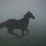 Paard in de mist Paard in de mist