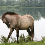 Konikspaard Konikspaard