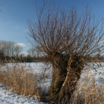 winter winter