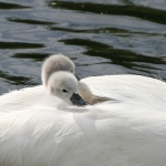 Zwaan Zwaan