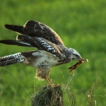 Buizerd Buizerd