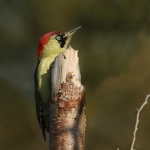 Groene Specht Groene Specht