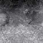 Bever Bever