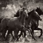 Running horses Running horses
