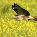 Buizerd Buizerd
