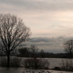 Maas Maas