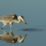 Reiger Reiger