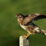 Buizerd Buizerd