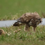 Buizerd met haas Buizerd met haas