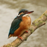 IJsvogel IJsvogel