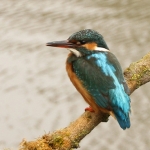 IJsvogel IJsvogel