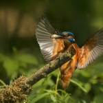 IJsvogel IJsvogel