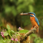 IJsvogel IJsvogel