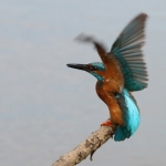 IJsvogel IJsvogel