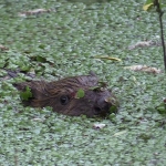 Bever Bever