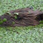 Bever Bever