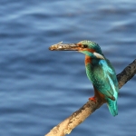 IJsvogel IJsvogel