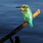 IJsvogel IJsvogel