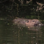 Bever Bever