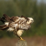 Buizerd Buizerd