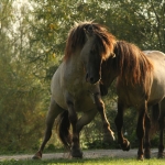Konikspaarden Konikspaarden