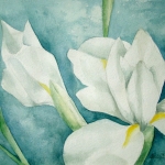 witte iris