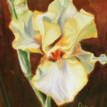 gele iris