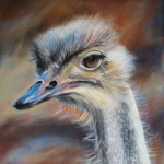 Struisvogel Struisvogel