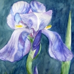 iris