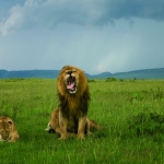leeuwen in masai mara leeuwen in masai mara