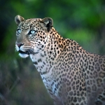 portrait of a leopard portrait of a leopard