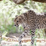 cheetah on the hunt cheetah on the hunt
