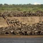 Crossing Mara River 1 Crossing Mara River 1