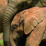 Elephant love Elephant love
