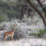 Long necked Antilope Long necked Antilope