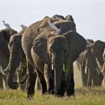 elephants in Amboseli elephants in Amboseli