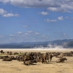 buffalo at Lake Nakuru buffalo at Lake Nakuru