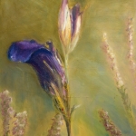 blauwe iris blauwe iris