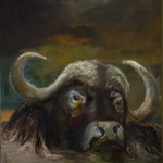Buffel in water Buffel in water