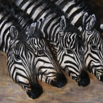 Drinking Zebra's Drinking Zebra's