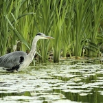 Blauwe reiger Blauwe reiger