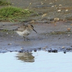Bonte strandloper Bonte strandloper