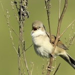 Grasmus Grasmus