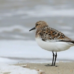 Drieteenstrandloper Drieteenstrandloper
