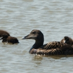 Eider vrouw Eider vrouw