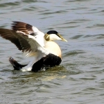 Eiderwoerd Eiderwoerd