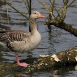 Grauwe gans Grauwe gans